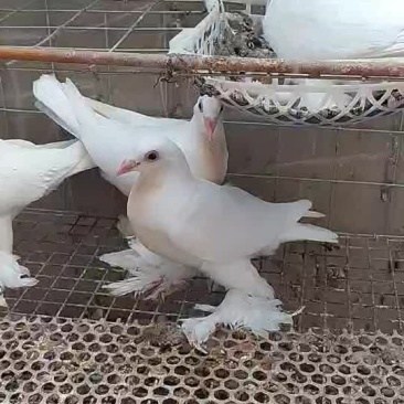 兰眼毛脚白信鸽