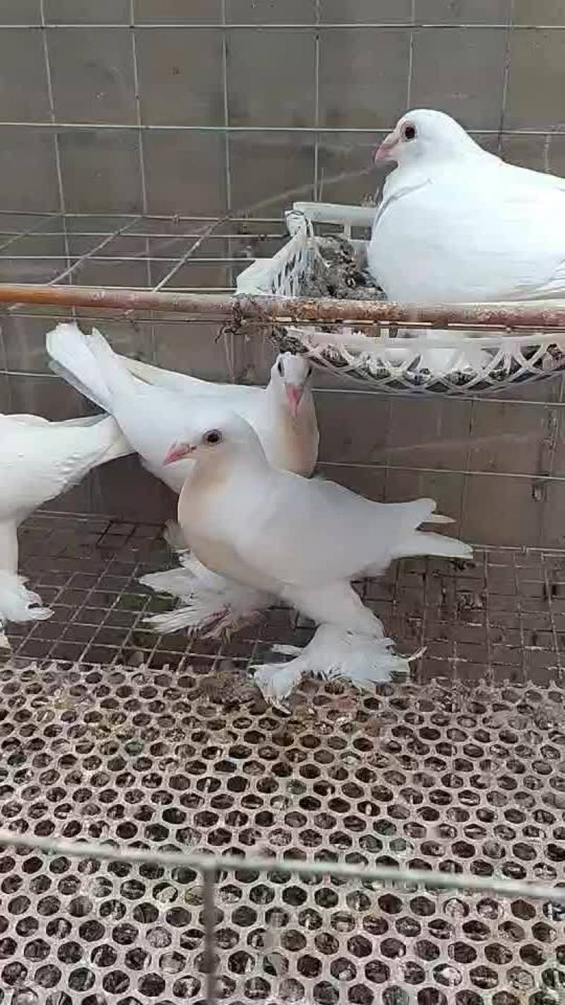 兰眼毛脚白信鸽