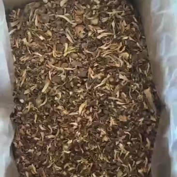 鹿茸菇碎