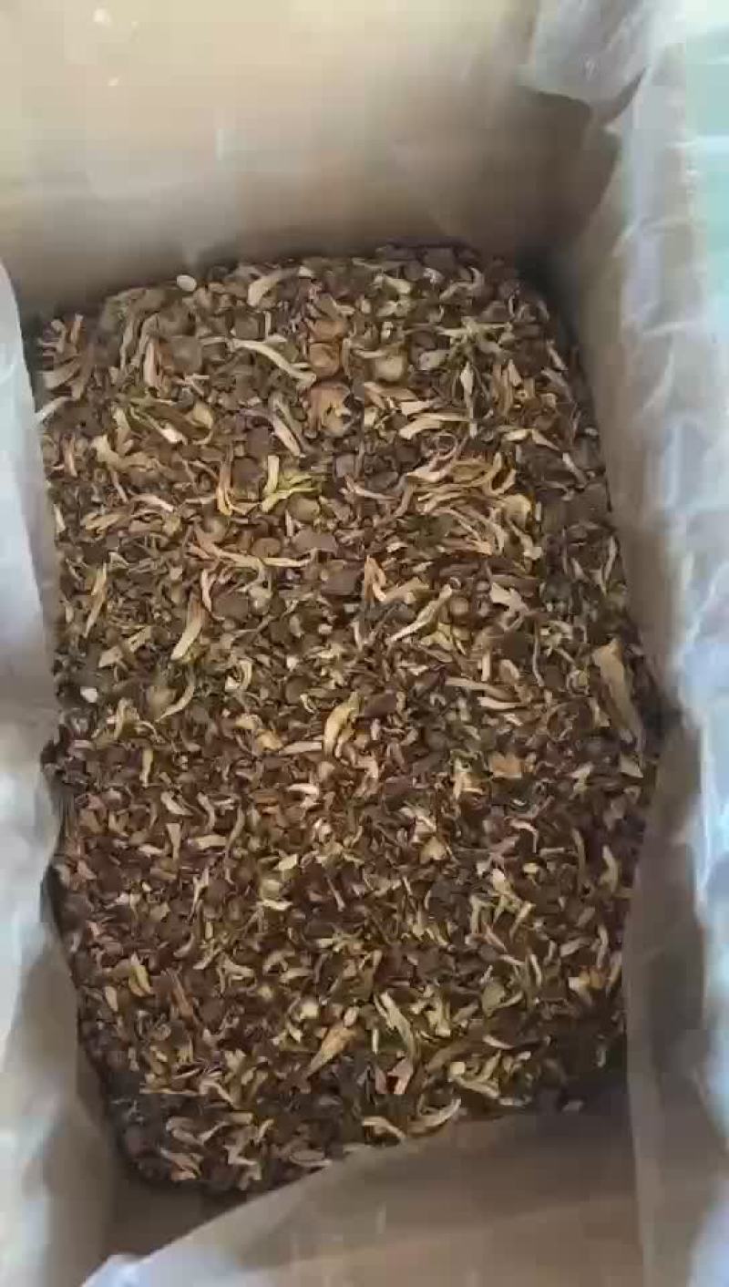 鹿茸菇碎