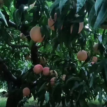 永连密挑