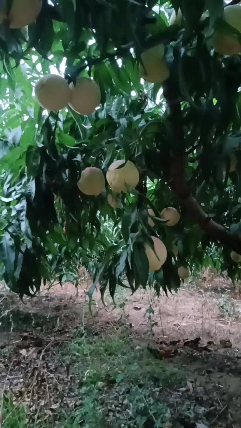 永连密挑
