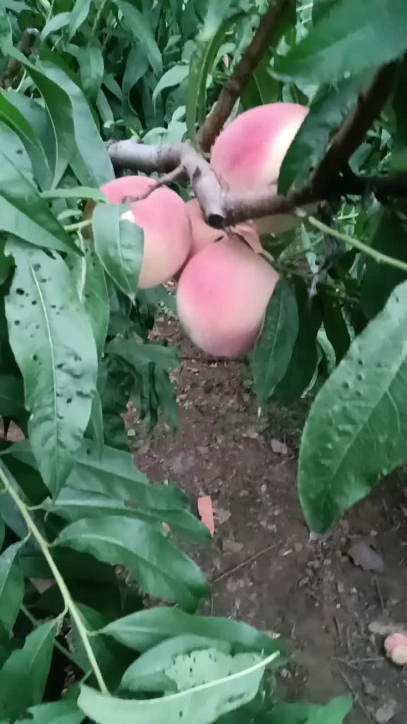 永连密挑
