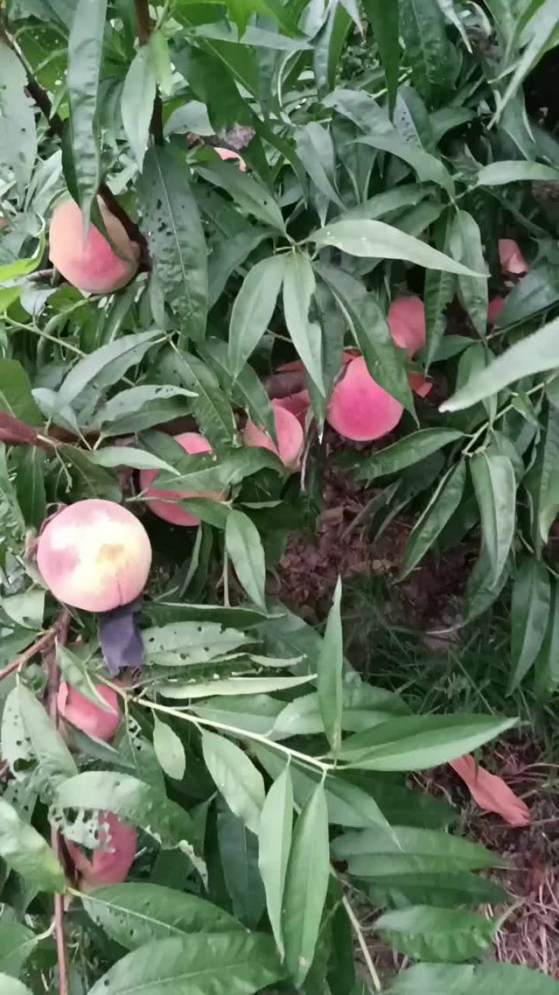 永连密挑