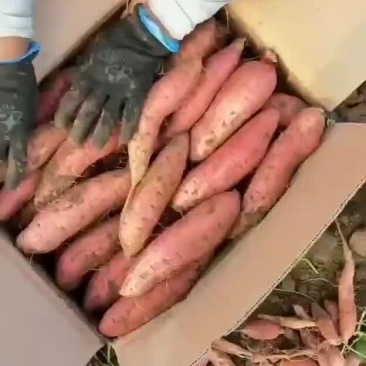 烟薯25，3两到9两，一件代发，全国包邮，协助调车