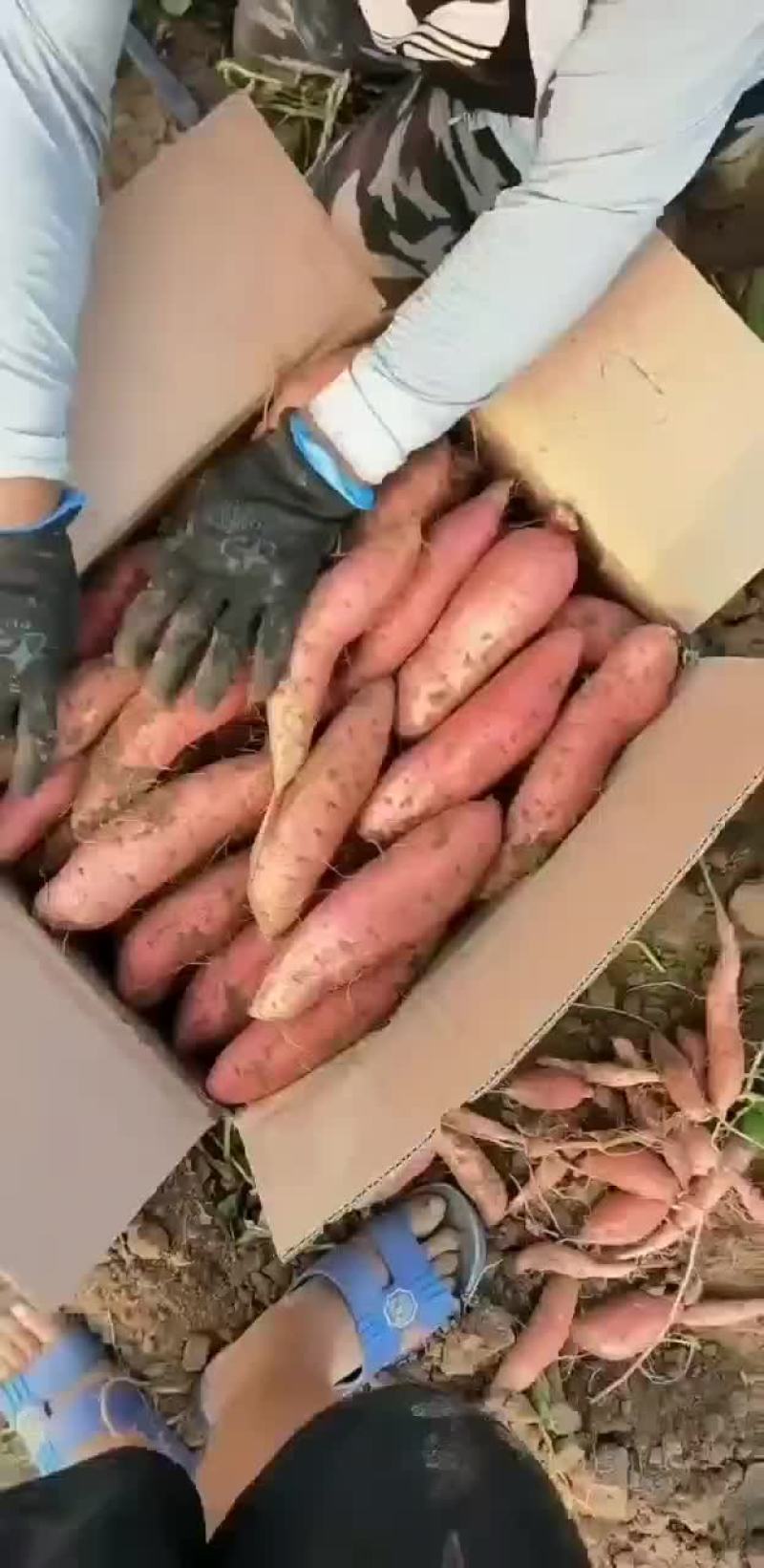 烟薯25，3两到9两，一件代发，全国包邮，协助调车