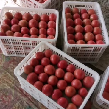 313精品软果西红柿