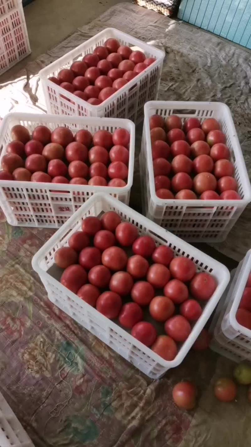 313精品软果西红柿