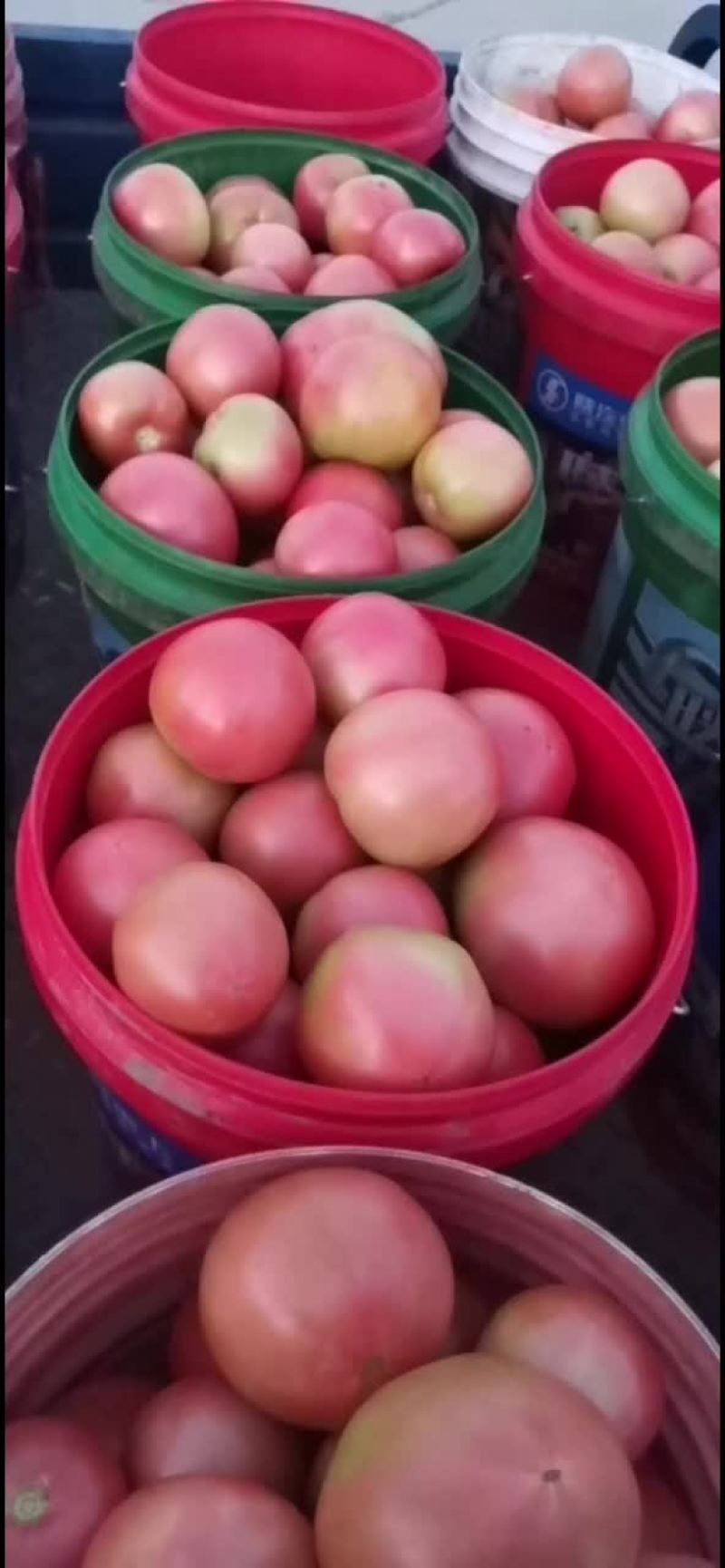 313精品软果西红柿