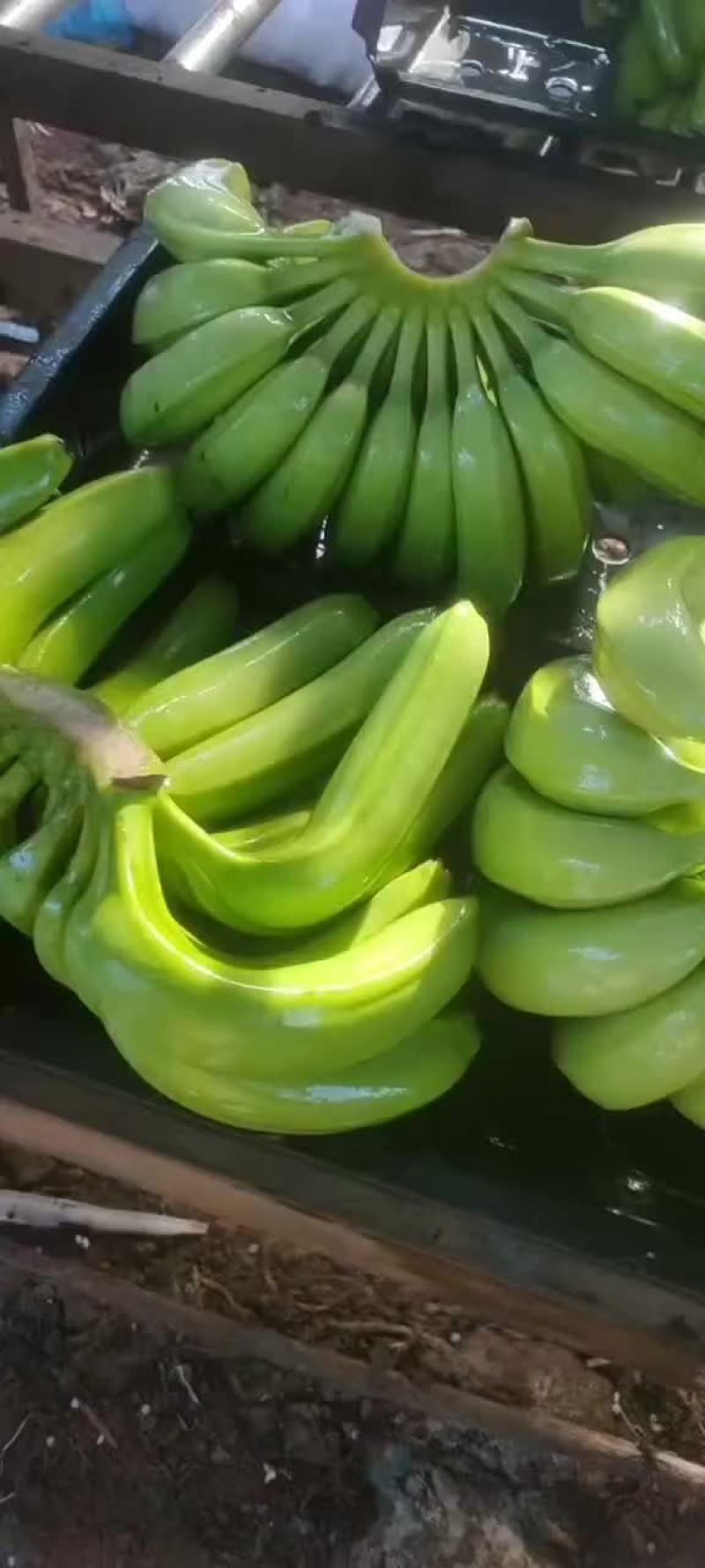 香蕉