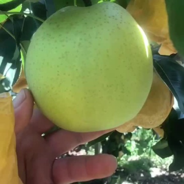 黄金梨