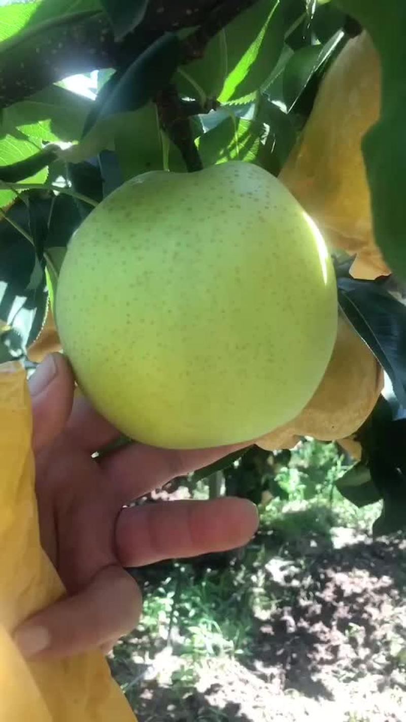 黄金梨