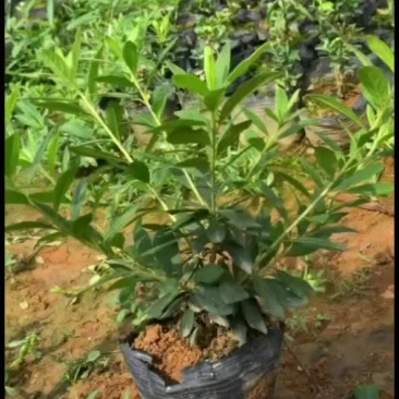 毛杜鹃，易种植，产地发货，质量保证，欢迎来电