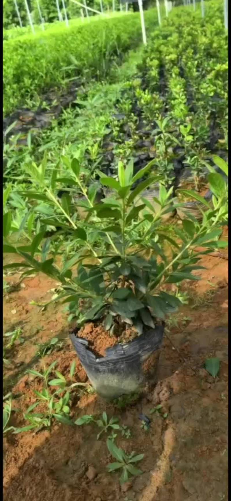 毛杜鹃，易种植，产地发货，质量保证，欢迎来电