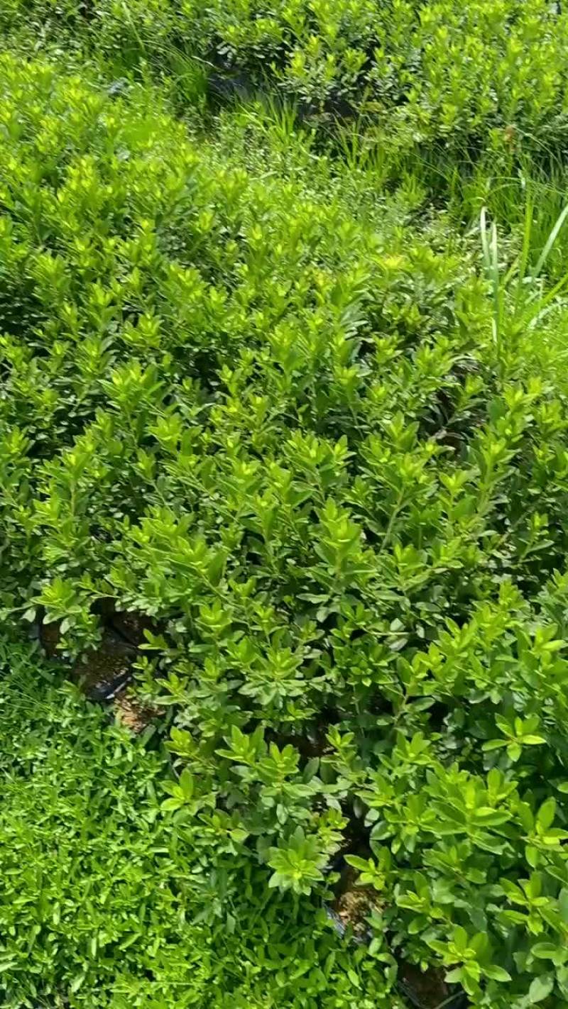 毛杜鹃，易种植，产地发货，质量保证，欢迎来电