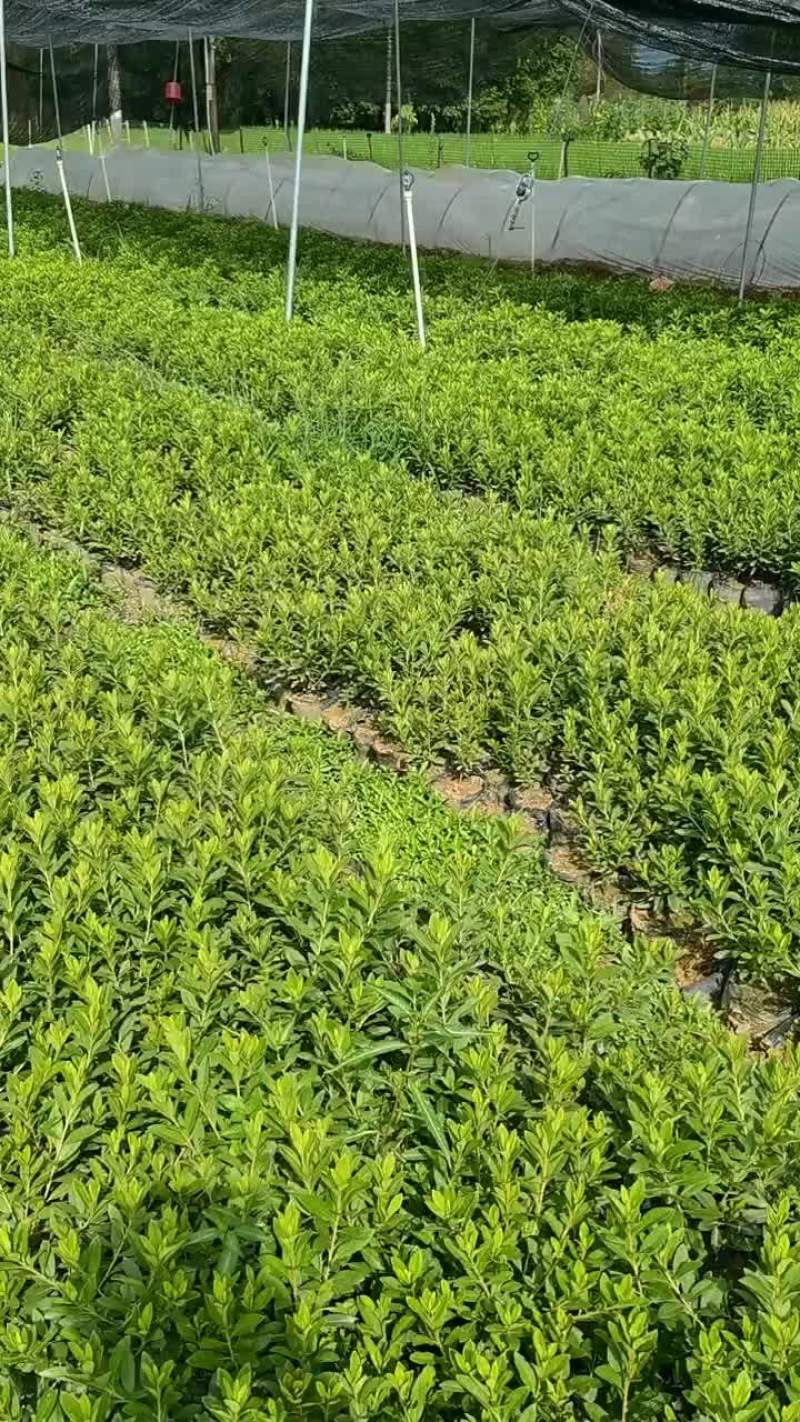 毛杜鹃，易种植，产地发货，质量保证，欢迎来电