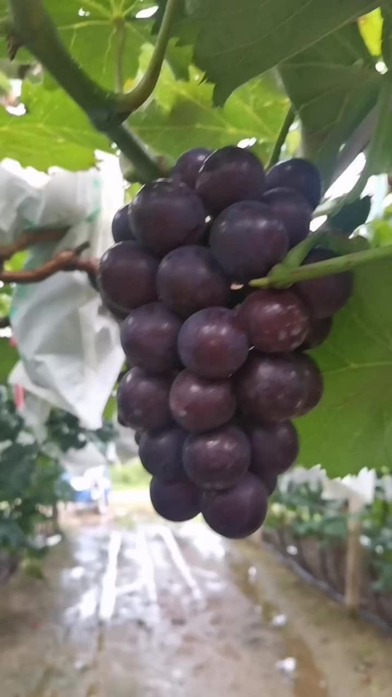 陆地巨峰葡萄已上市