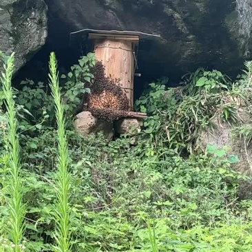野生蜂蜜