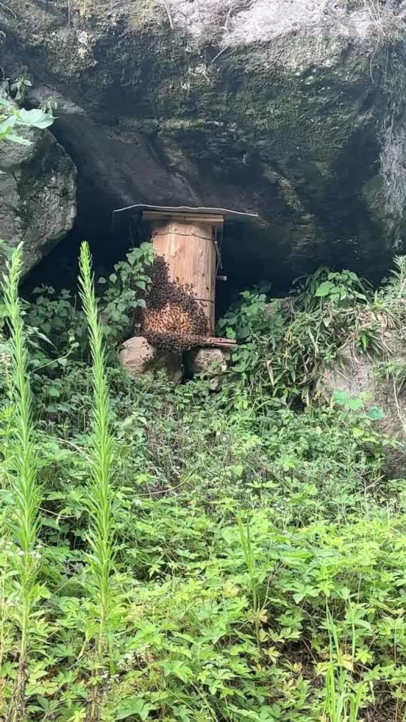 野生蜂蜜