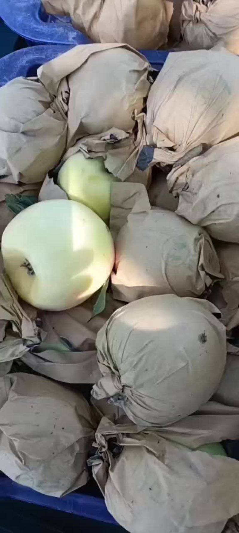 苹果