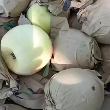 苹果