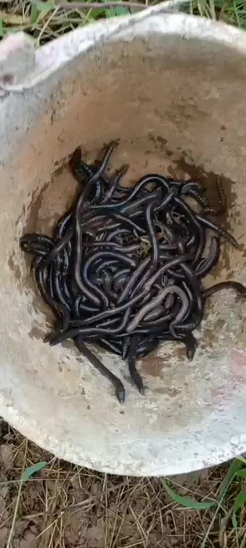 钓鱼饵料