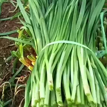 韭菜