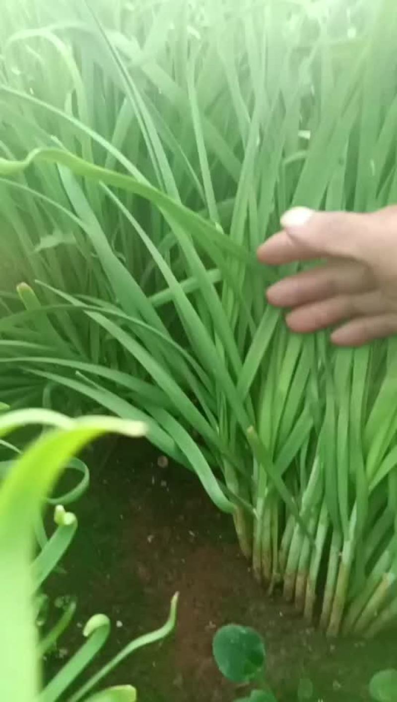 韭菜