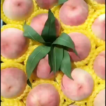 绿化九毛桃