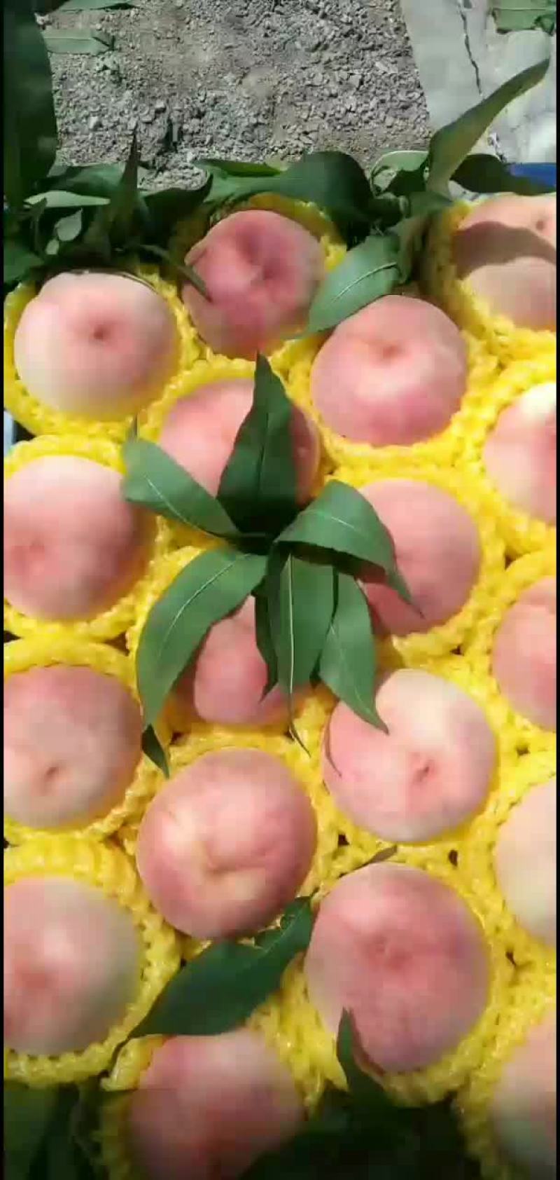 绿化九毛桃