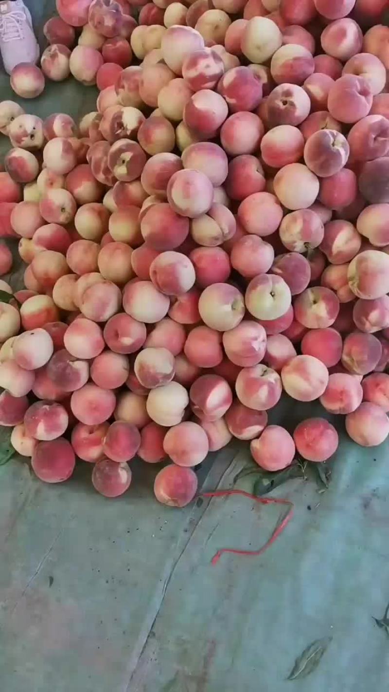 绿化九毛桃