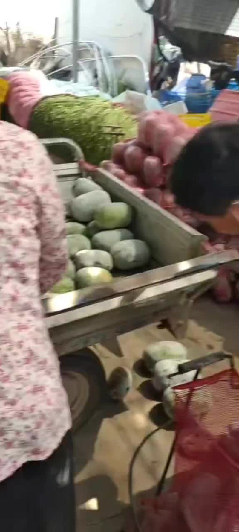 河南水果东瓜，冬瓜。迷你冬瓜电商专用，产地直销。