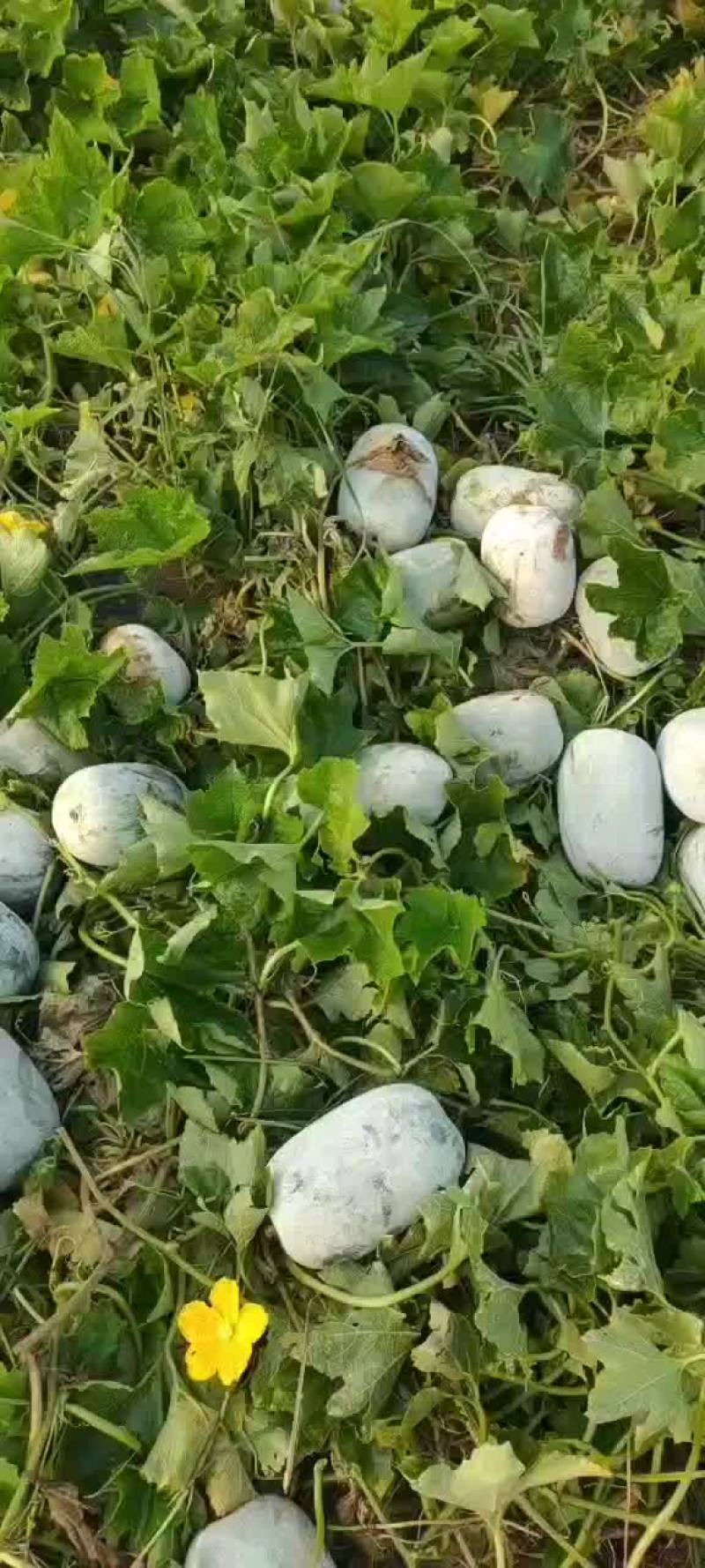河南水果东瓜，冬瓜。迷你冬瓜电商专用，产地直销。