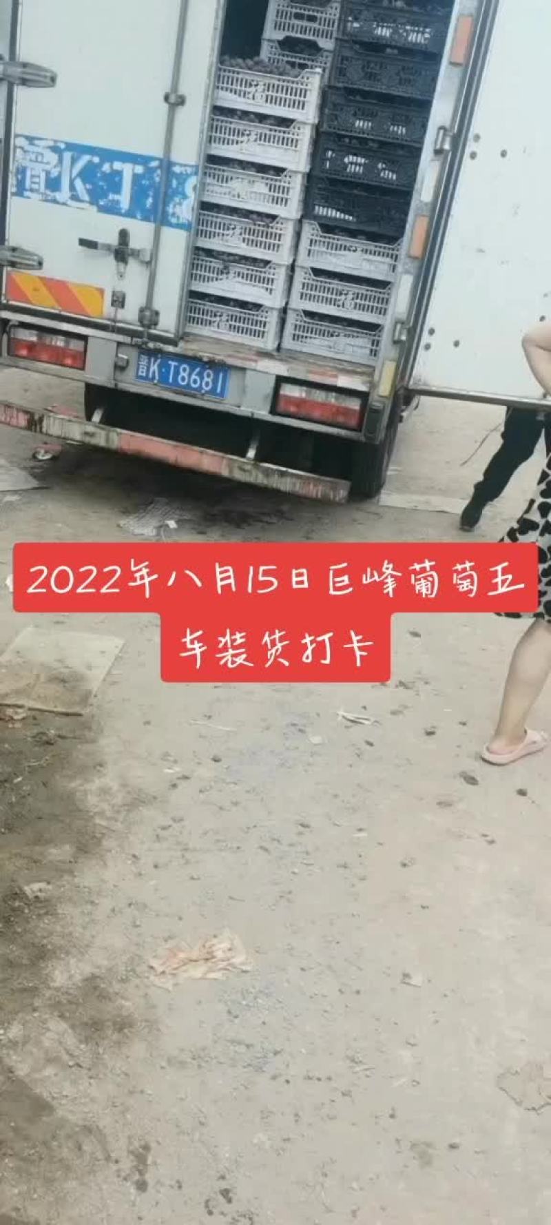 巨峰葡萄葡萄胡太八号软枝巨峰甜葡萄山西巨峰