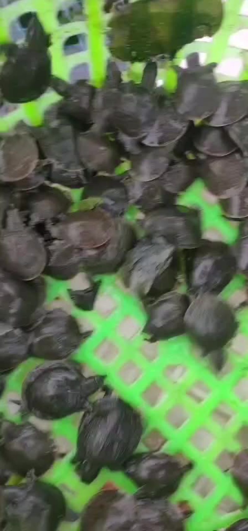 出售优质精品甲鱼苗，大小规格品种齐全，价格优惠，全国发货