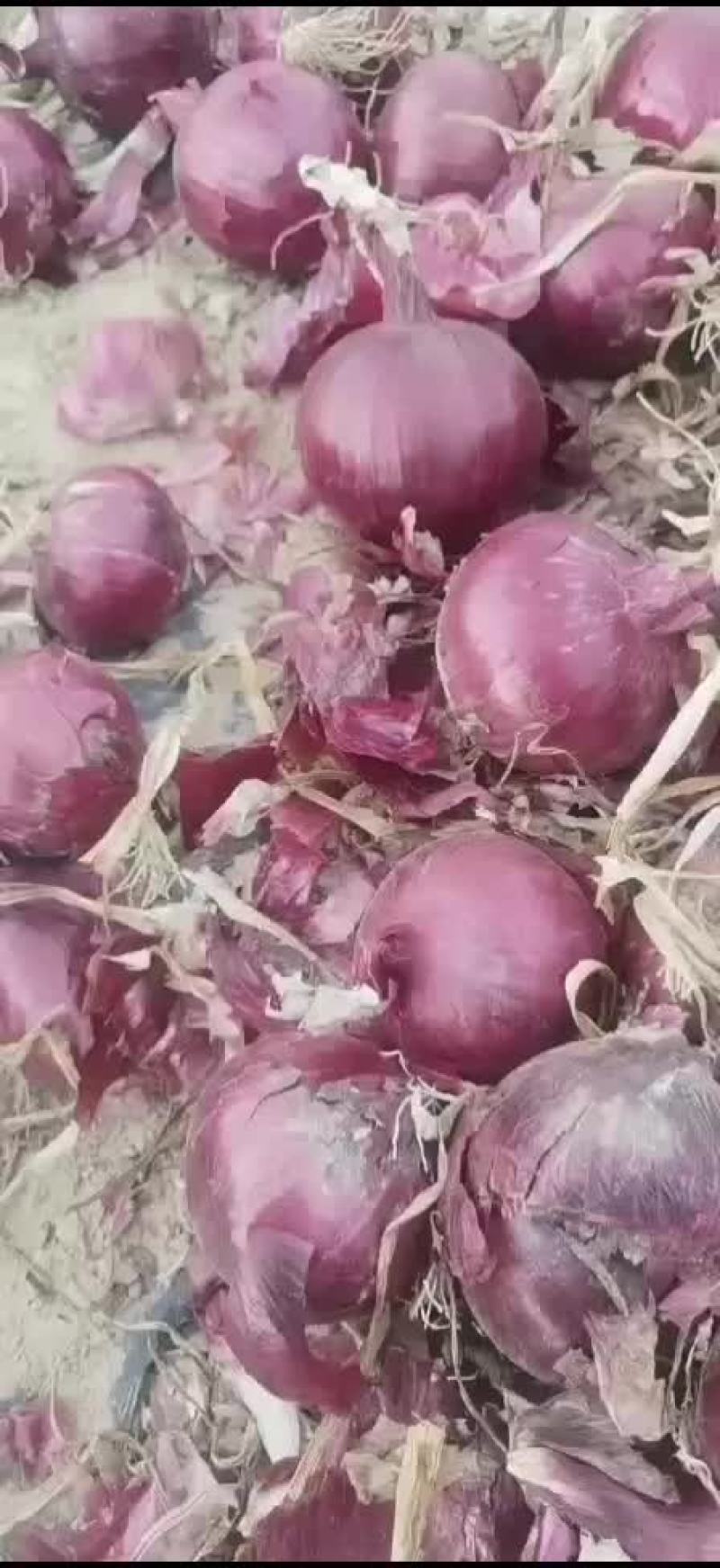 紫皮洋葱