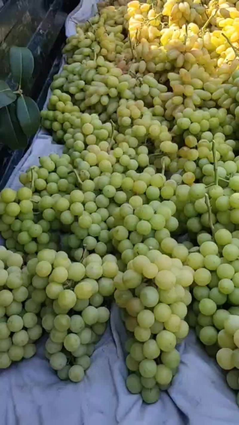 葡萄便宜了