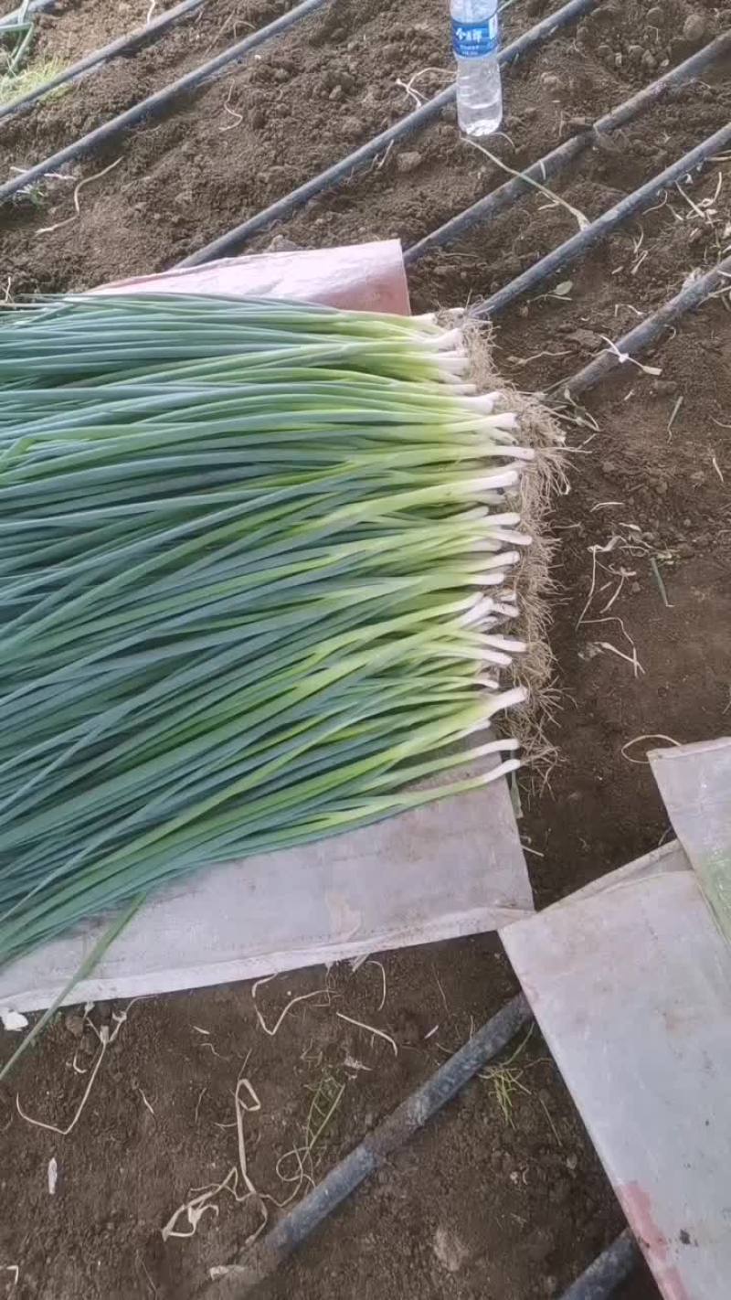 香葱