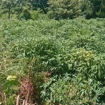 现挖