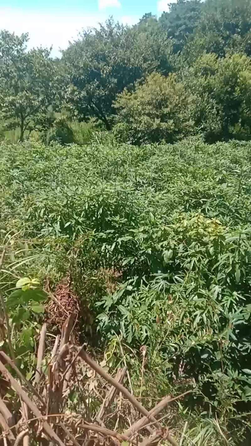 现挖