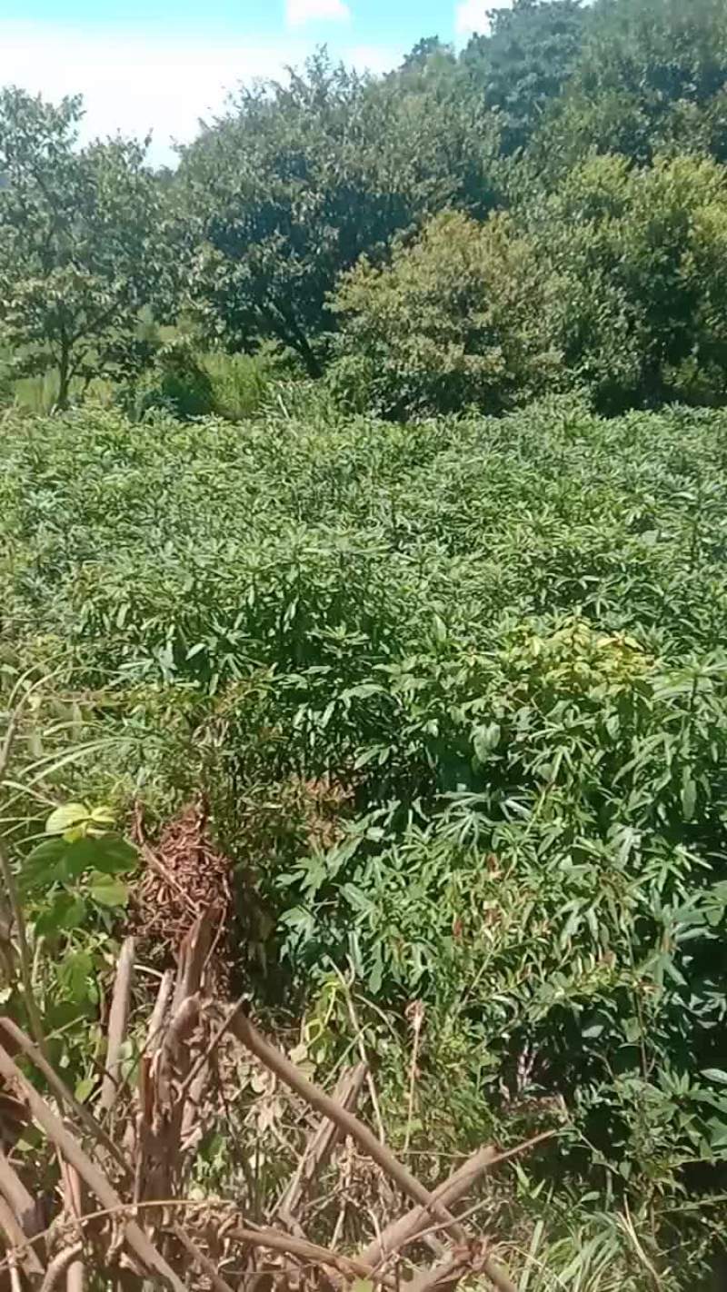 现挖