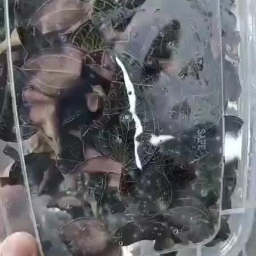 金线莲，鲜品，便宜