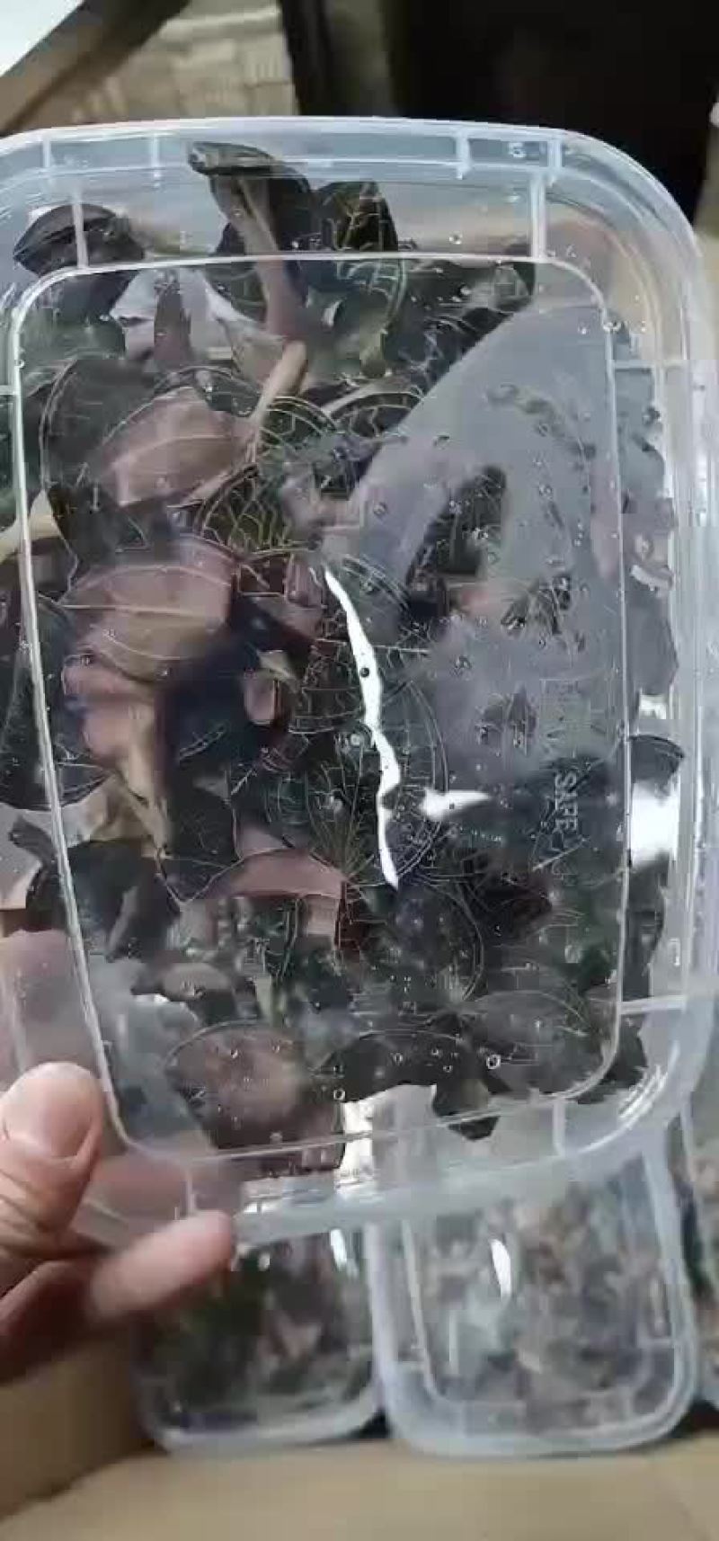 金线莲，鲜品，便宜