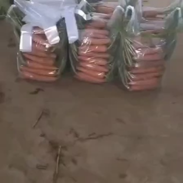 精品半苗货，出口货，来了，胡萝卜🥕大量有货