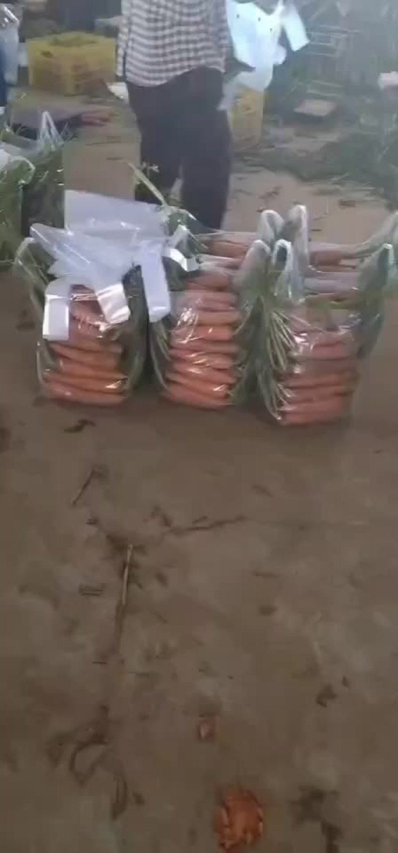 精品半苗货，出口货，来了，胡萝卜🥕大量有货