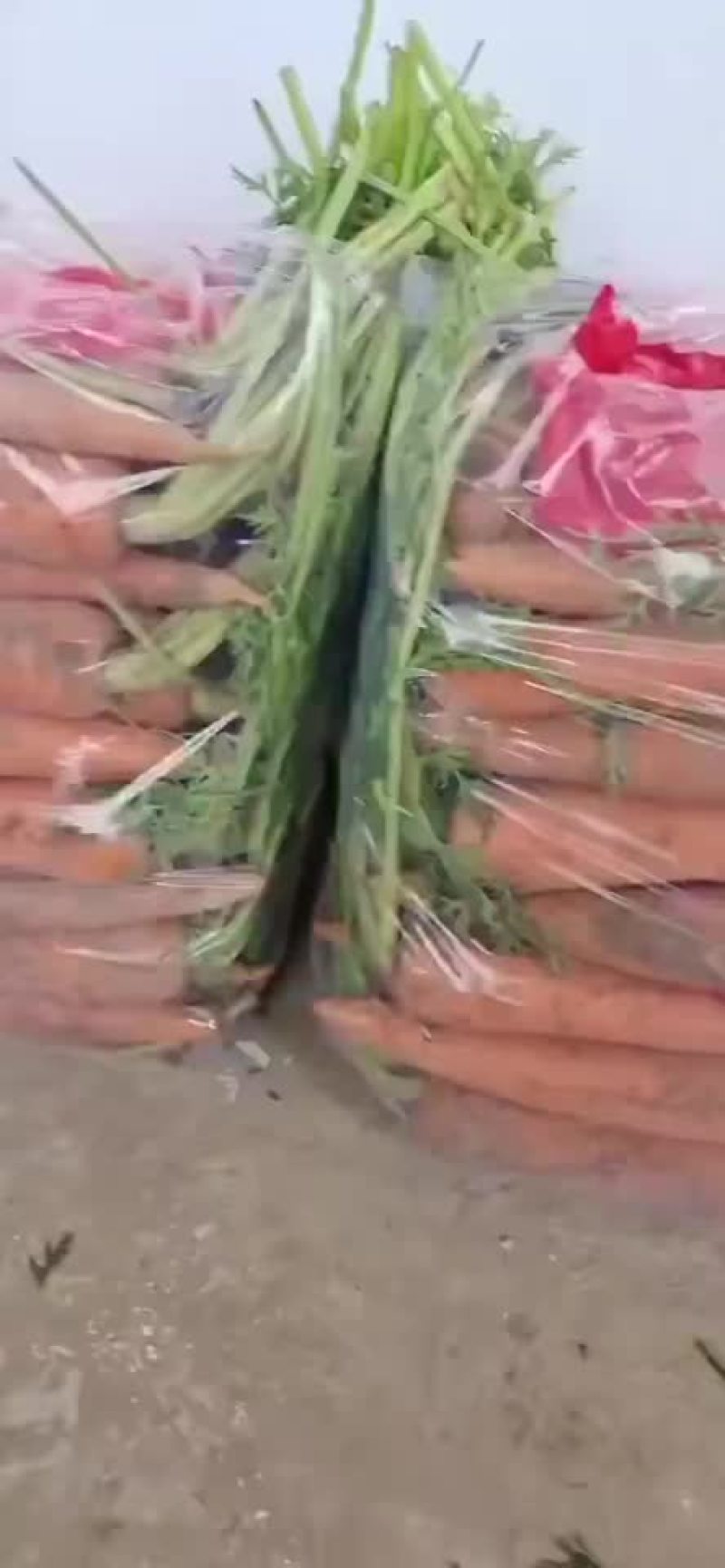 精品半苗货，出口货，来了，胡萝卜🥕大量有货