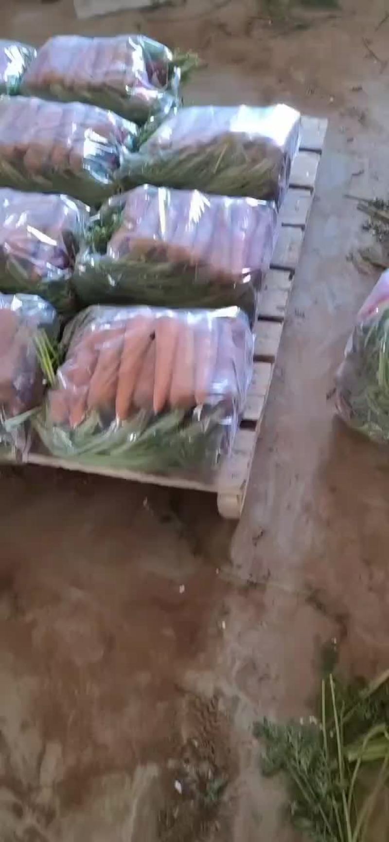 精品半苗货，出口货，来了，胡萝卜🥕大量有货