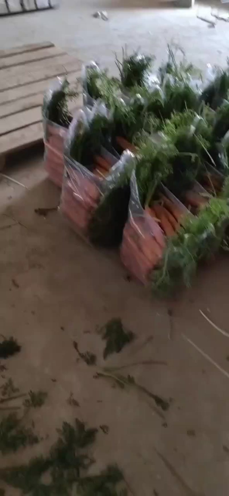 精品半苗货，出口货，来了，胡萝卜🥕大量有货
