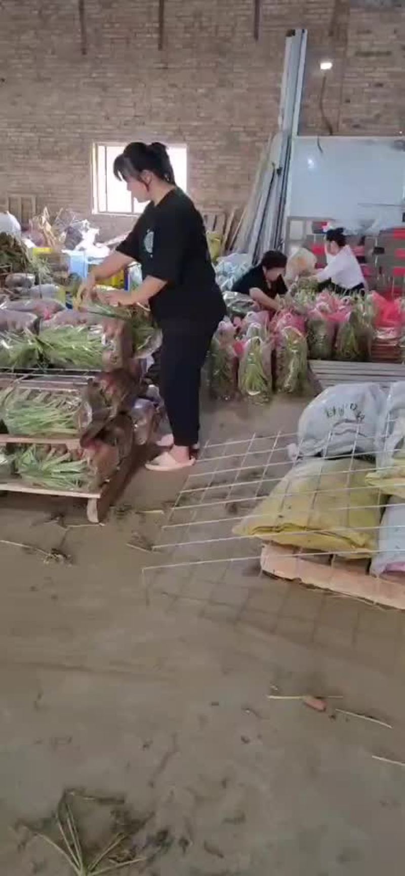 精品半苗货，出口货，来了，胡萝卜🥕大量有货