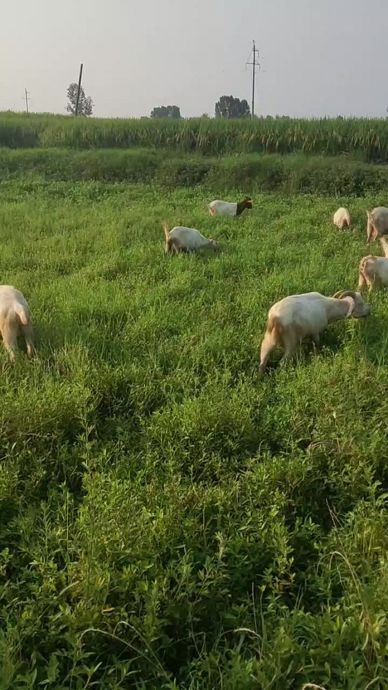 波尔山羊种羊育肥羊